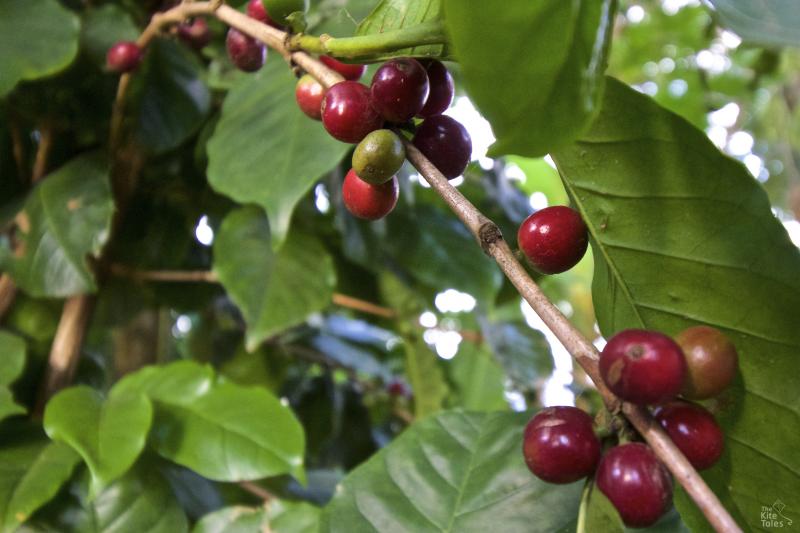 Coffee beans are both wild and cultivated on Tin Maung's farm