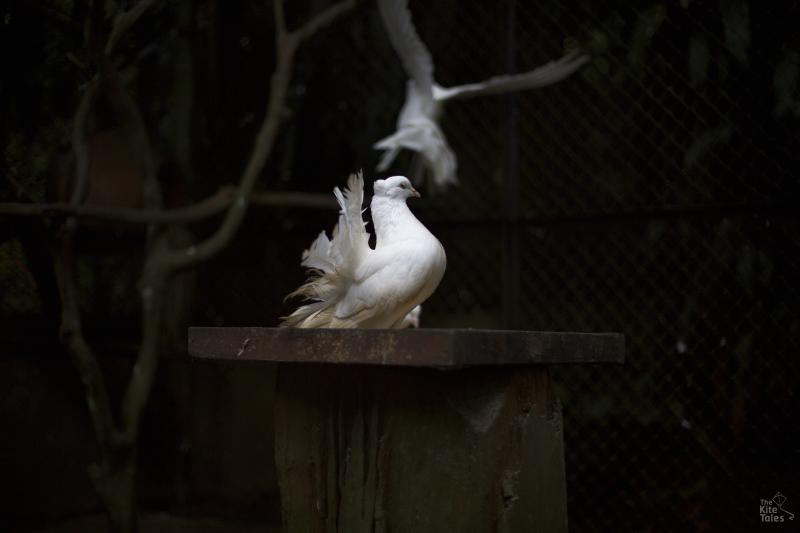 Fantail doves in the aviary of Pyin Oo Lwin's large, graceful botanical garden