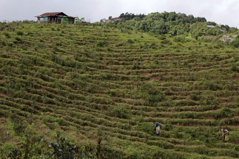 The old colonial tea plantations are still in operation. Locals say the company is closely linked to the military, and while we were not able to verify the exact connection, we did see uniformed soldiers inspecting the fields 